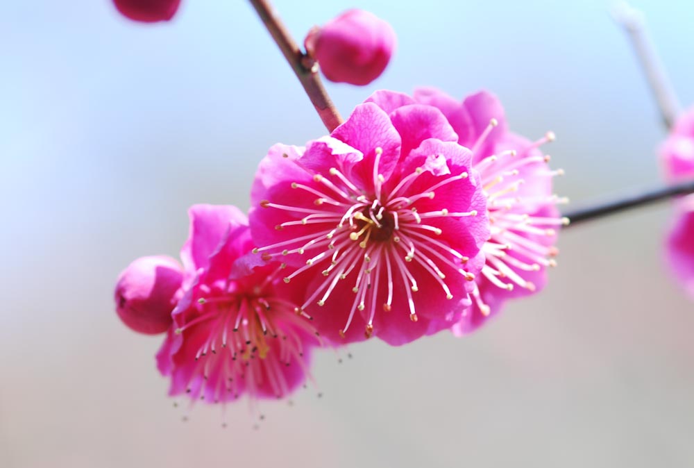 20150227紅梅コウバイ　鹿児島紅-1